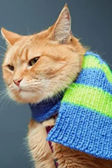 猫鲍勃